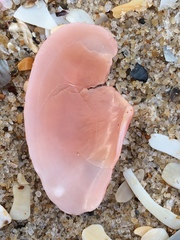 Psammotella cruenta