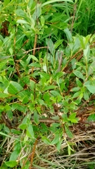 Salix pulchra