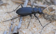 Cicindela nigrior