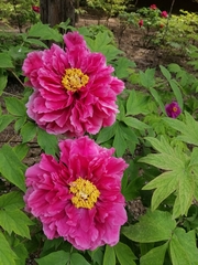 Paeonia