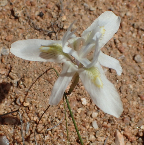 Image of Moraea filicaulis by (c) Nicola van Berkel, some rights reserved (CC BY-SA)