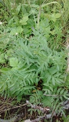 Polemonium acutiflorum