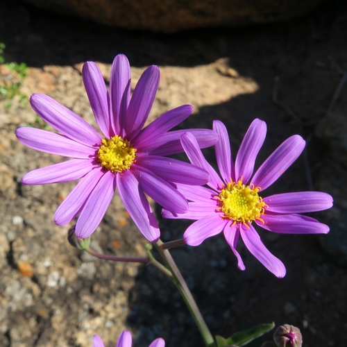 Othonna rosea