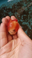 Halocynthia pyriformis