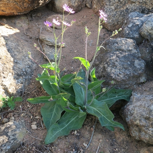 Othonna rosea