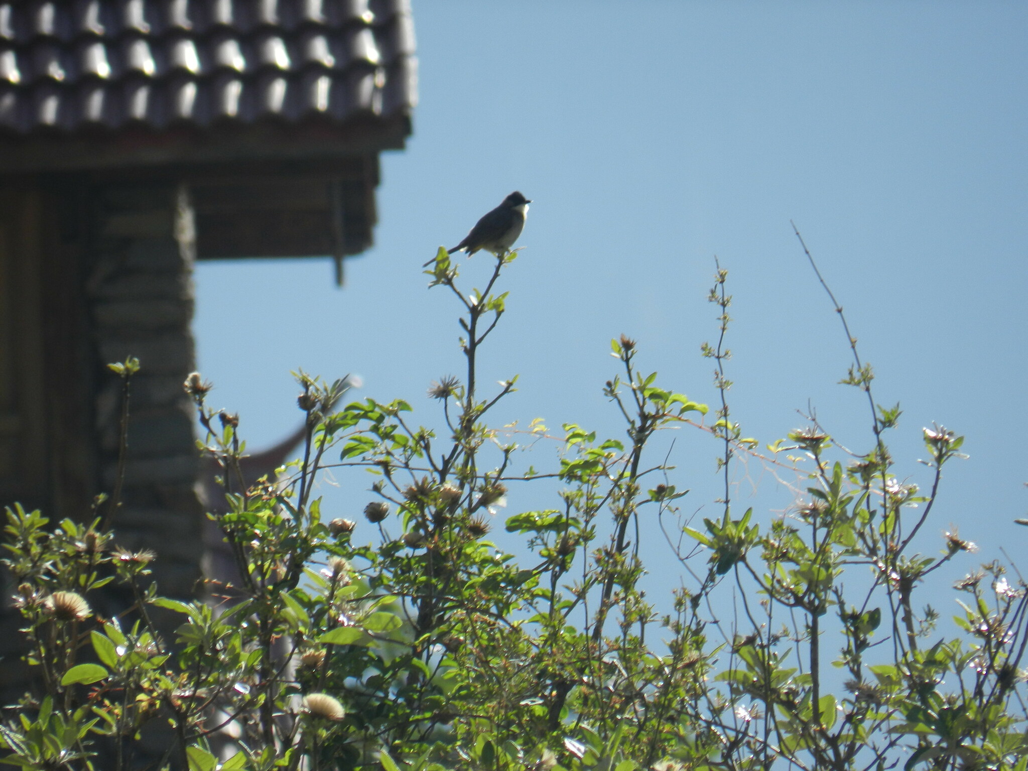 Brown-breasted Bulbul