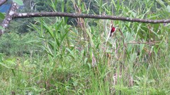 Ramphocelus nigrogularis