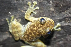 Amolops hongkongensis