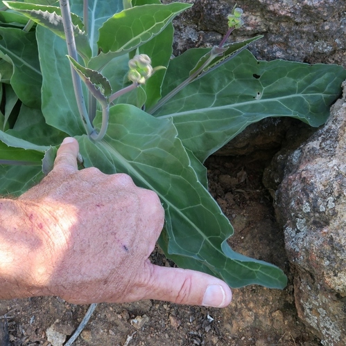 Othonna rosea
