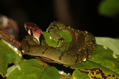 Green Keelback photo 2