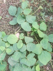 Calopogonium mucunoides