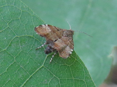 Choreutis pariana