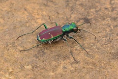 Cicindela splendida