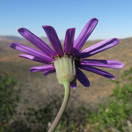 Othonna rosea
