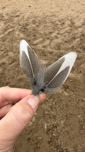 Plume de Merle d'Amérique