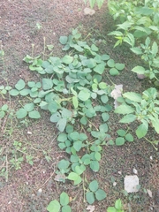 Calopogonium mucunoides