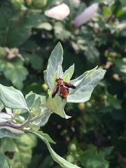 Galactomyia