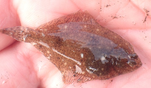 Common dab (Limanda limanda) — Pleuronectidae — 5