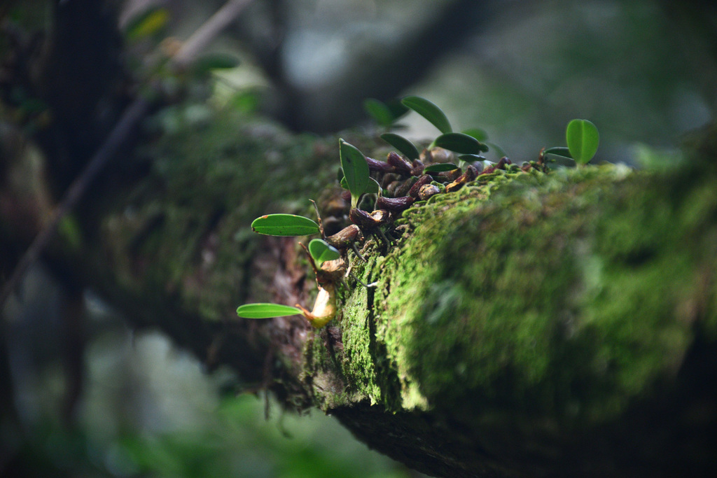 Dendrobium sanseiense Hayata 4