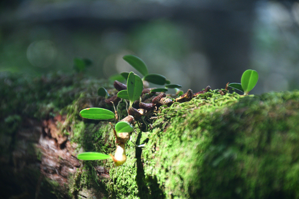 Dendrobium sanseiense Hayata 3
