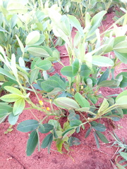 Arachis hypogaea