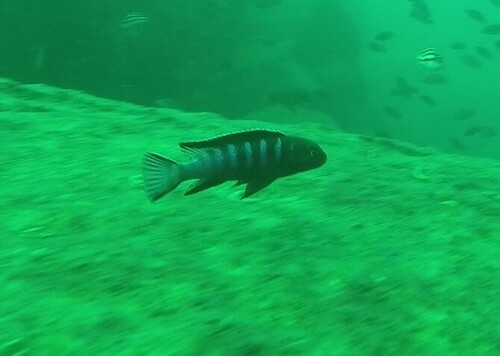 Chindongo bellicosus
