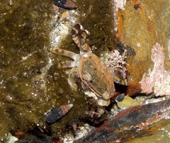 Hemigrapsus crenulatus