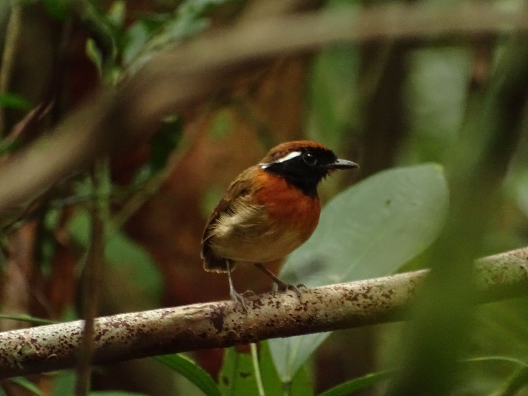 Chestnut-belted Gnateater