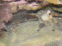 Acanthoclinus fuscus