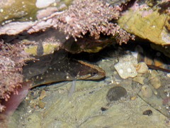 Acanthoclinus fuscus