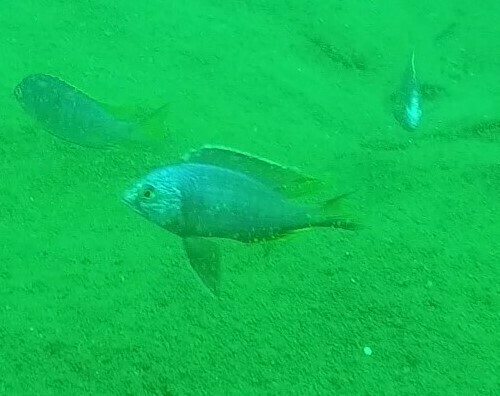 Copadichromis atripinnis