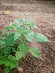 Physalis angulata