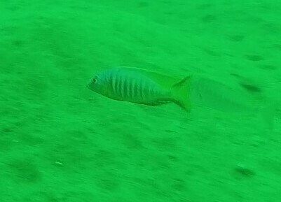 Sciaenochromis psammophilus