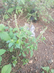 Ocimum basilicum