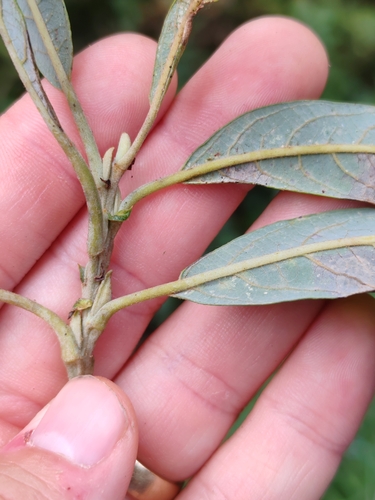 Image of Salix pedicellata by (c) Ljaž, some rights reserved (CC BY)