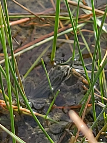 Boreal Chorus Frog photographed in Montana