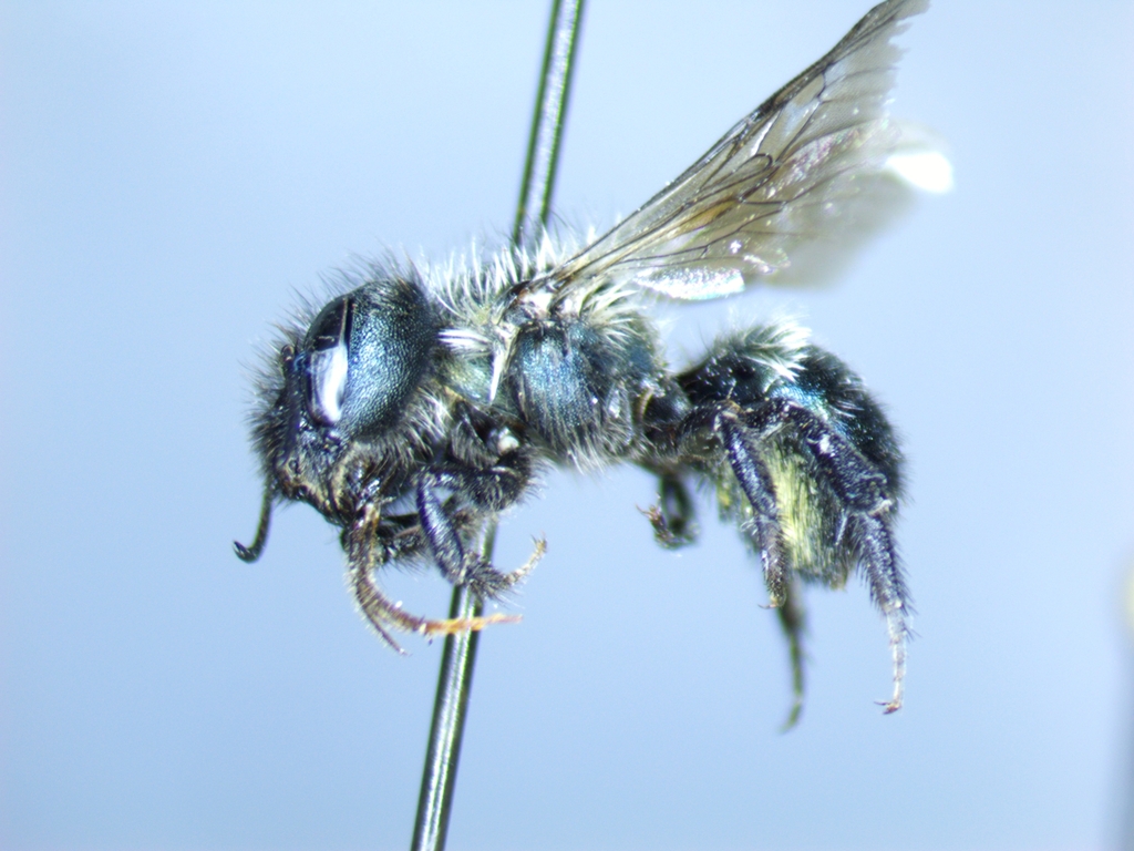 Osmia sculleni