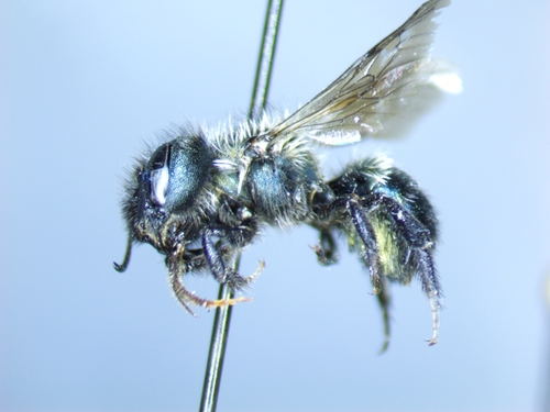 Osmia sculleni