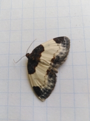 Mesoleuca albicillata