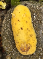 Sea Lemon Nudibranch