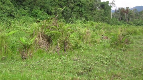 Anhima cornuta