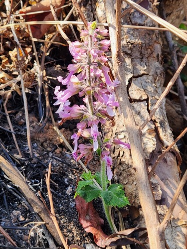 Small Shellbush (Ocimum serratum)