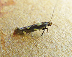 Calybites phasianipennella
