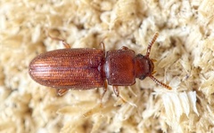 Palorus depressus