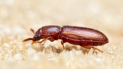 Palorus depressus
