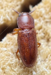 Palorus depressus