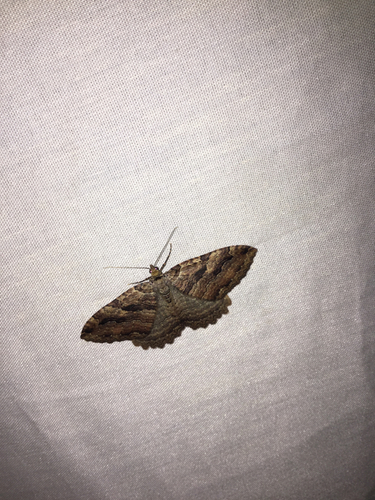 iNaturalist observation photo of Tissue Moth