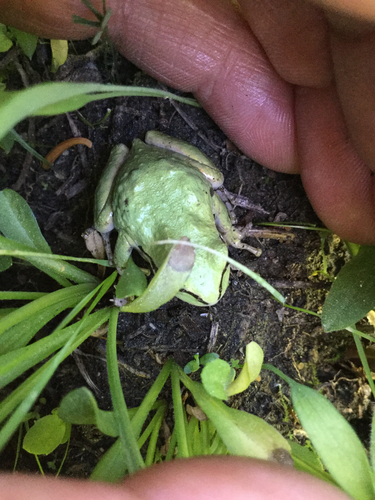 iNaturalist observation photo of Pacific chorus frog