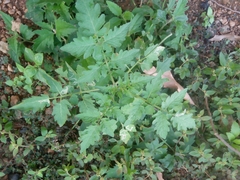 Solanum lycopersicum image