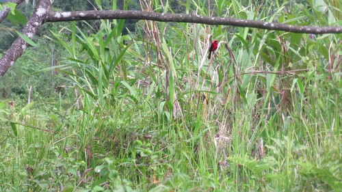 Ramphocelus nigrogularis